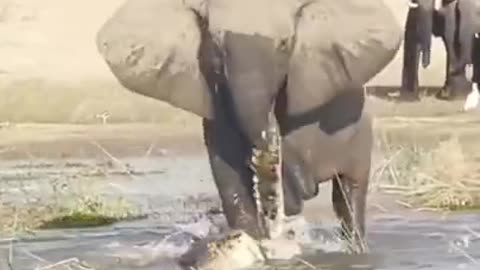 elephant attacks crocodile