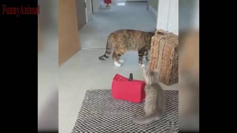 The Best FUNNY CATS Videos - Funny Animal