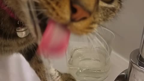 Grey cat drinks water from bathroom sink