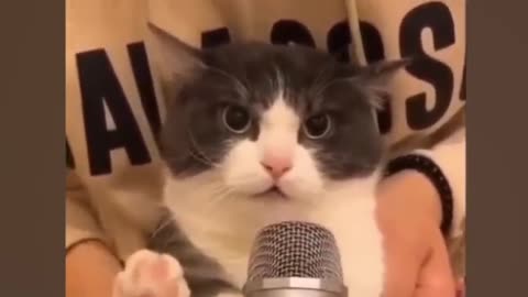 OMG!! Cats talking better than humans