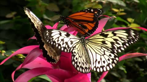 Butterfly and Flower HD