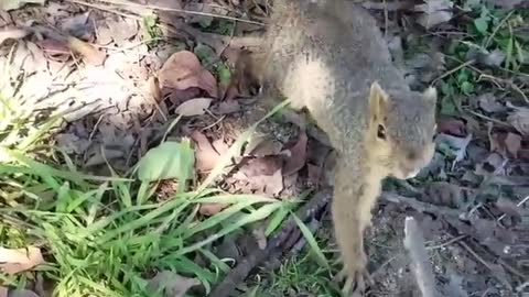 Squirrel Makes off with Smoke