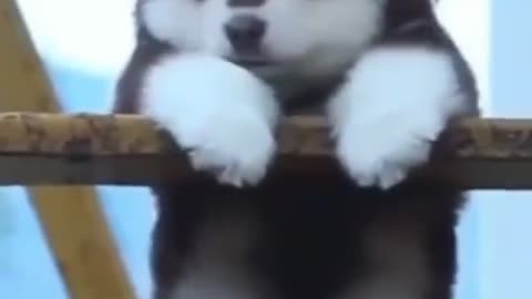 Cute Puppy Whatsapp Status