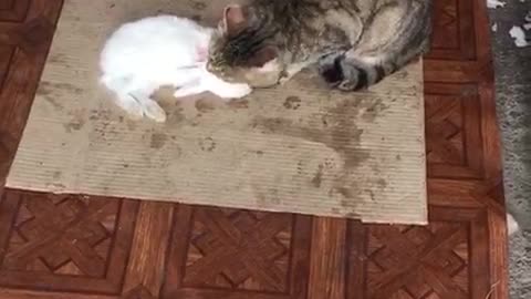 a hunter cat eats a rabbit !