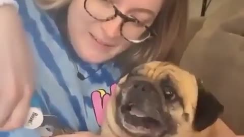 Pug is such a drama queen while trimming his nails