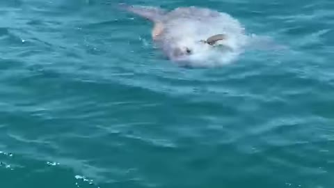 Great White Shark_ Nope! Mola Mola Shark alongside our boat!