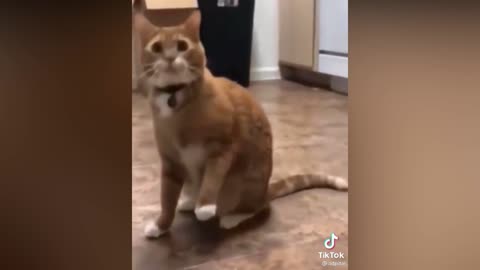 FUNNY AMAZED CAT