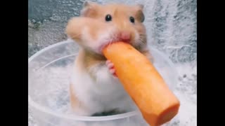 Little hamster is trying to eat big tasty carrot