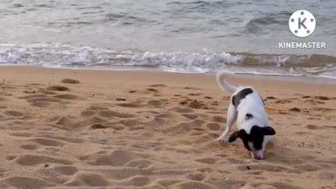 Funny dog playing sand on the beach.