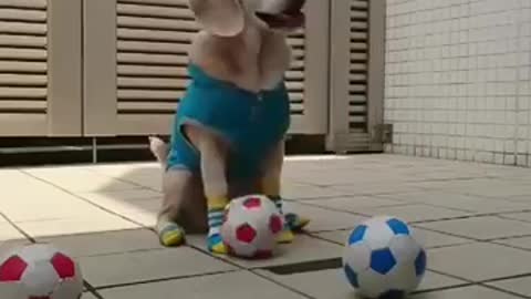 Smart Dog & Very Cute Dog Play With Owner.