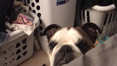 Bulldog Misses Dinner, Makes It Clear He's Upset