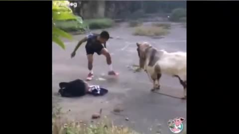 funny video of goats and humans playing