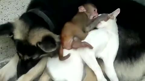 Cat, Dog, and Monkey are Friends