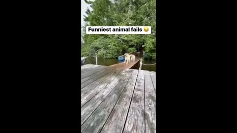 Funny animals 2023😆 - Funniest Cats and Dogs Video