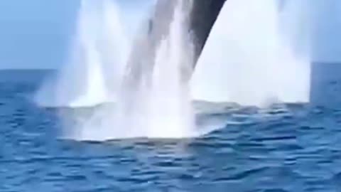 whale jumps high