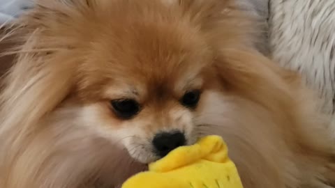 Adorable pomeranian loves his eggs benedict