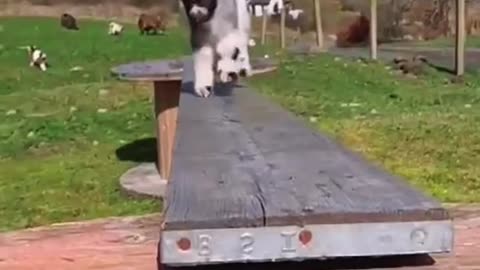 Bouncing lamb