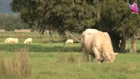 COW VIDEO 🐮🐄 COWS MOOING AND GRAZING IN A FIELD 🐄🐮