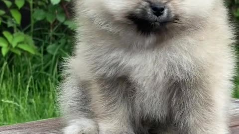 Cute dog|cute Pomeranian puppy