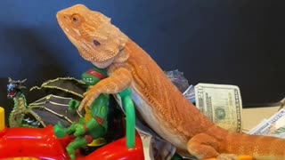 Bearded Dragon Drives by on Toy Tractor