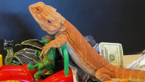 Bearded Dragon Drives by on Toy Tractor