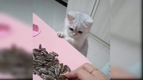 Kitten and Sunflower Seeds