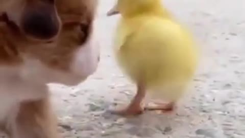 cute baby dog and chicken viral video