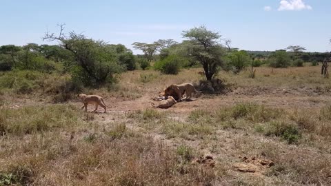 Pride of lions hunting zebras