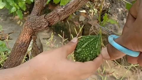 Organic vegetables harvesting