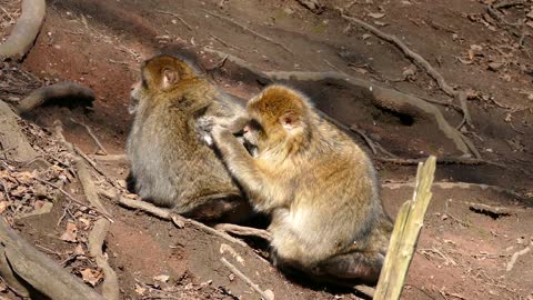 FUNNY shot of two monkeys,