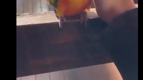 Nice Parrot video