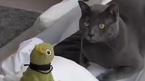 Cat against frog