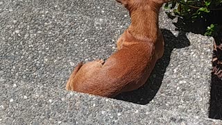 Loki the chiweenie basking in the sun