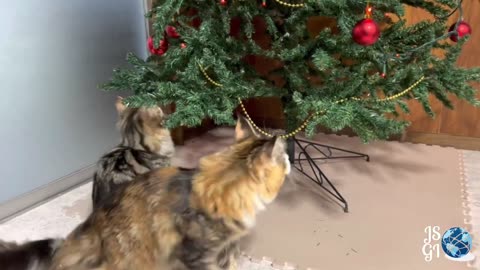 Maine coon cats with a Christmas tree 1:41