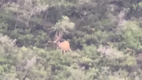 Mountain Lion chases mule deer bucks