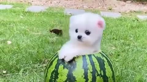 Mini Pomeranian Baby dogs walk on the water