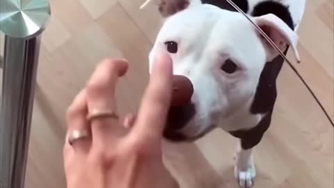 😂Funny Dog video 😂😂