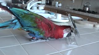 Where is that other Macaw hiding?