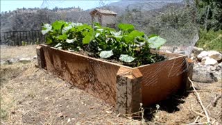 Raised bed garden -Make mole and gopher proof