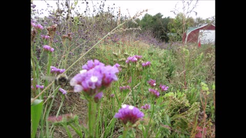 Lavender Blue Flowers Notchleaf Sea Lavender Sept 2022