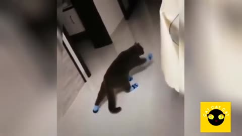 Cat baby cat playing