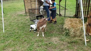 Baby goats or little jumping beans