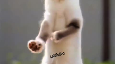 Cat dance | super cat dance| so cute