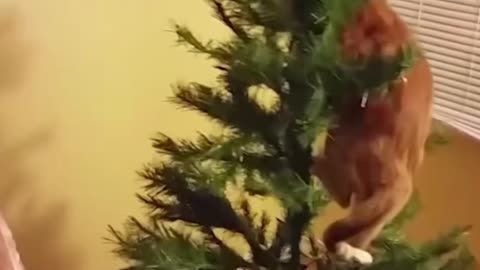 FIGHT CAT VS CHRISTMAS TREE||CAT ATTACK CHRISTMAS TREE....! PART 2