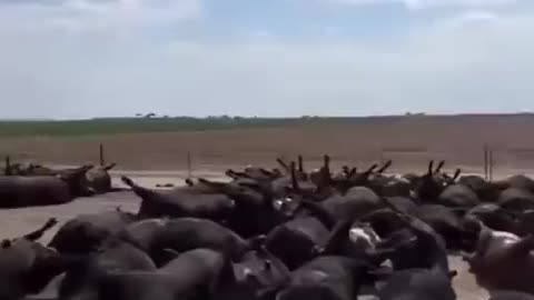 June 15th.. 3,000 cattle suddenly fell dead last weekend in Kansas. *See Description*