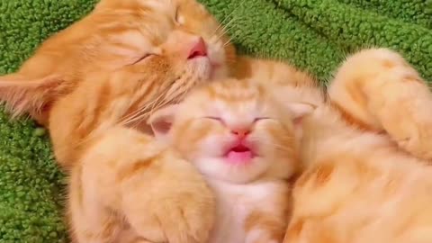 Cute And Funny Cats 😍😍😅😅 #viral #shorts #reels #cat #cats #pets