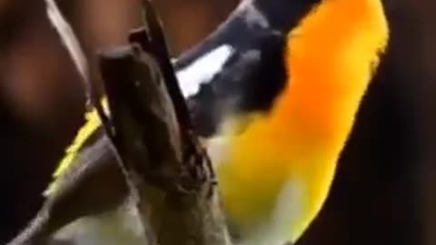 Cute #bird singing