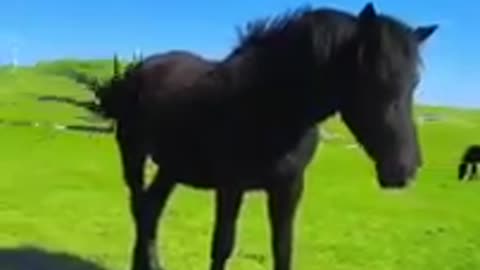 Natural horse 🐎 video