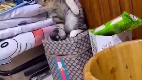 Baby Cats_cut and Funny Baby Cat Videos Compilation