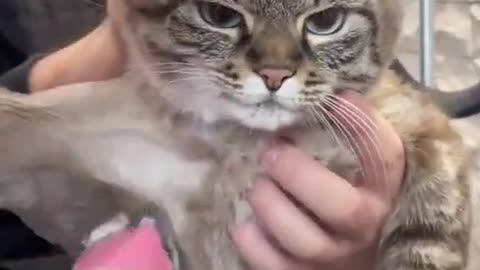 cat being shaved